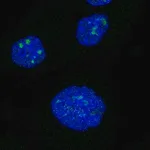 Merck Anti-NRIP1 antibody produced in rabbit