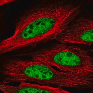 Merck Anti-CCDC174 antibody produced in rabbit