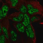 Merck Anti-TCF15 antibody produced in rabbit