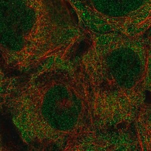 Merck Anti-KRTCAP3 antibody produced in rabbit