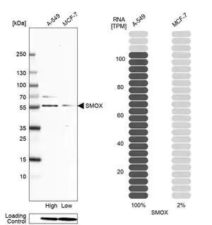 Merck Anti-SMOX antibody produced in rabbit