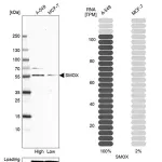 Merck Anti-SMOX antibody produced in rabbit
