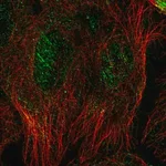 Merck Anti-SEPT10 antibody produced in rabbit