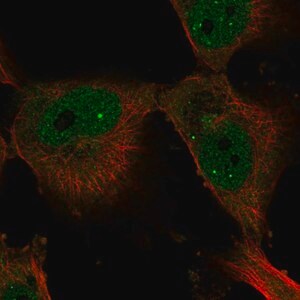 Merck Anti-ELF4 antibody produced in rabbit