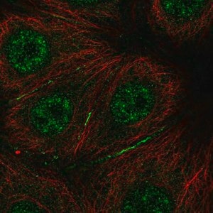 Merck Anti-BRK1 antibody produced in rabbit