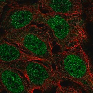 Merck Anti-FAM49A antibody produced in rabbit