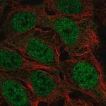 Merck Anti-FAM49A antibody produced in rabbit