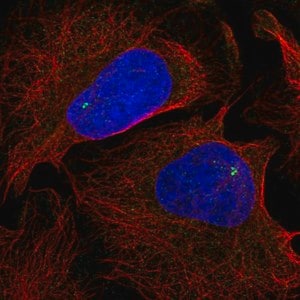 Merck Anti-NLRC5 antibody produced in rabbit