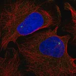 Merck Anti-NLRC5 antibody produced in rabbit