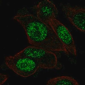 Merck Anti-PGAM1 antibody produced in rabbit