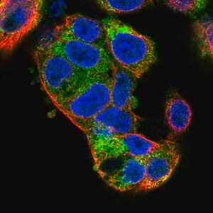 Merck Anti-KIAA2013 antibody produced in rabbit