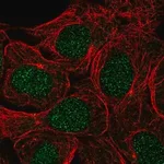 Merck Anti-USP3 antibody produced in rabbit