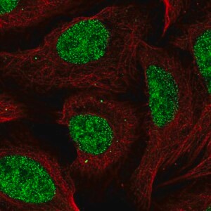 Merck Anti-CCDC12 antibody produced in rabbit