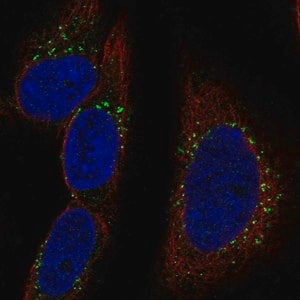 Merck Anti-RAB30 antibody produced in rabbit