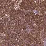 Merck Anti-RASSF5 antibody produced in rabbit