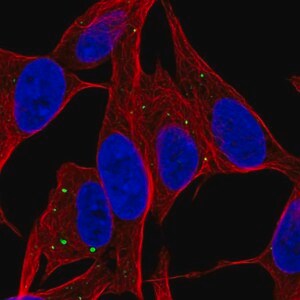 Merck Anti-SERTM1 antibody produced in rabbit