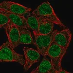 Merck Anti-TCF7 antibody produced in rabbit