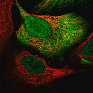 Merck Anti-NCOA1 antibody produced in rabbit