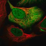 Merck Anti-NCOA1 antibody produced in rabbit