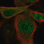 Merck Anti-SSU72 antibody produced in rabbit