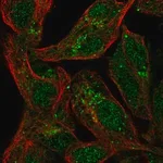 Merck Anti-SPRY1 antibody produced in rabbit
