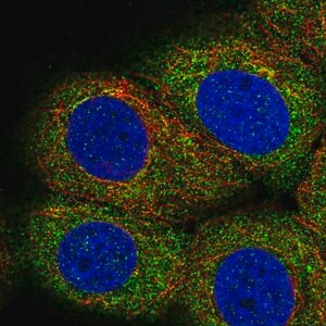 Merck Anti-LPIN3 antibody produced in rabbit