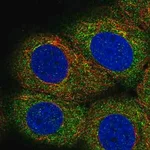 Merck Anti-LPIN3 antibody produced in rabbit