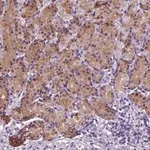 Merck Anti-HMCN2 antibody produced in rabbit