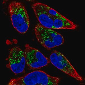 Merck Anti-TMEM71 antibody produced in rabbit