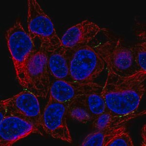 Merck Anti-PKP4 antibody produced in rabbit