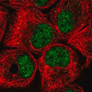 Merck Anti-BTAF1 antibody produced in rabbit