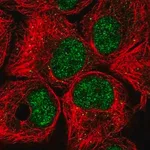 Merck Anti-BTAF1 antibody produced in rabbit