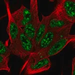 Merck Anti-SYF2 antibody produced in rabbit