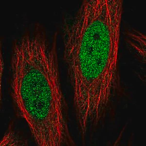 Merck Anti-COL12A1 antibody produced in rabbit