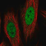Merck Anti-COL12A1 antibody produced in rabbit