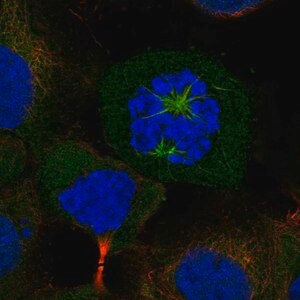 Merck Anti-CKAP2L antibody produced in rabbit