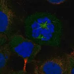 Merck Anti-CKAP2L antibody produced in rabbit