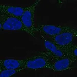 Merck Anti-LAMP5 antibody produced in rabbit