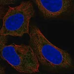 Merck Anti-TTF2 antibody produced in rabbit