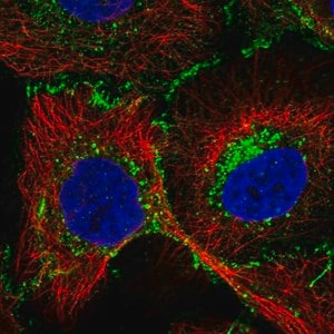 Merck Anti-SLC44A2 antibody produced in rabbit