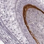 Merck Anti-KRTAP16-1 antibody produced in rabbit