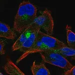 Merck Anti-CDH15 antibody produced in rabbit