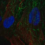 Merck Anti-TNFRSF10D antibody produced in rabbit