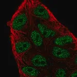 Merck Anti-ARIH2 antibody produced in rabbit