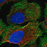 Merck Anti-CORIN antibody produced in rabbit