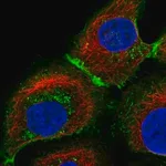 Merck Anti-SLC16A1 antibody produced in rabbit