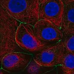 Merck Anti-LNX1 antibody produced in rabbit