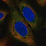 Merck Anti-USP15 antibody produced in rabbit