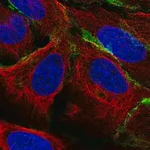 Merck Anti-PTPRR antibody produced in rabbit