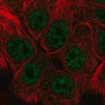 Merck Anti-SNAI3 antibody produced in rabbit